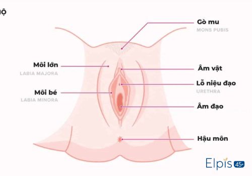 Hình dạng vùng kín bình thường sẽ như thế nào